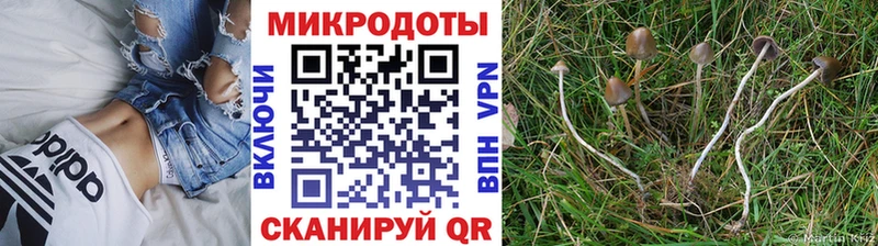 гидра как зайти дарнет шоп Сургут Псилоцибиновые грибы GOLDEN TEACHER